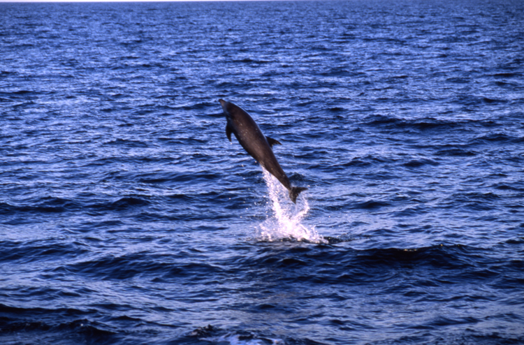 DIVING;dolphins;blue water;la paz;mexico;dolphin;F750_Factor 026C